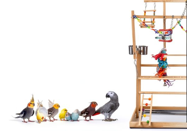 Parrot Playground Large 4 Layers - Small Bird Playground Parakeet Play Stand Bird Gym Parrots playpen Play Playstand Parrot Tree for Cockatiel Lovebirds Conure Cockatoos Finch Budgies-6