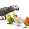 Parrot Bird Wood Perch Platform Large Stand Shelf for Birds Budgie Parakeet Cockatiel Conure Cockatoo Macaw African Grey-3
